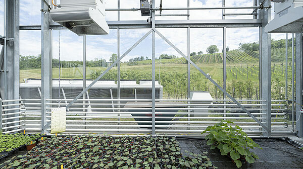 The greenhouse from the inside