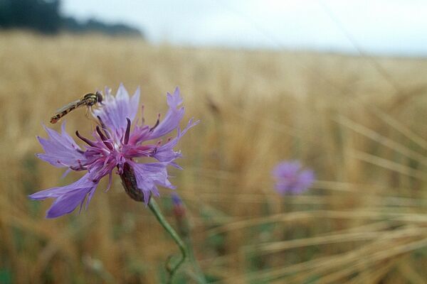 Close-up of a cornflower blossom. Photo: BLE/Bonn, Thomas Stephan