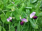 Plants with papilionaceous flowers