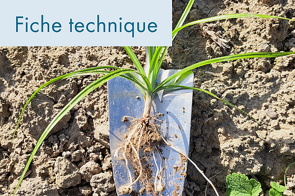 Photo de couverture: Lutte contre le souchet comestible sans herbicides