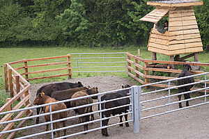 Paddock with a raised platform