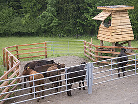 Paddock with a raised platform