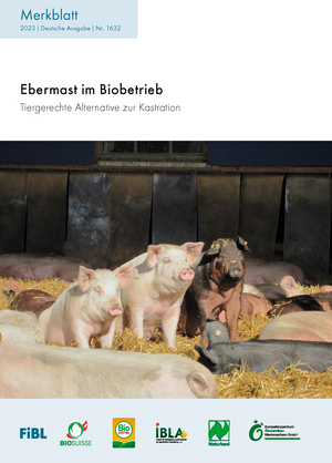 Ebermast im Biobetrieb
