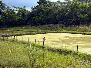 Shrimp pond