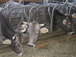 Cows are eating hay in the stable.