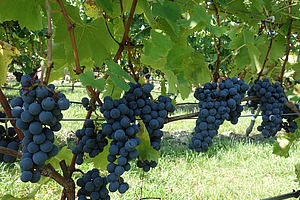 Dark blue grapes hang from a row of vines.