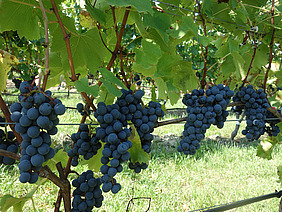 Dark blue grapes hang from a row of vines.