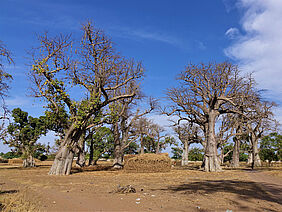 Baobab trees with harvested millet crop stubbles