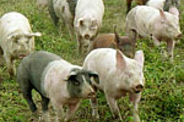 Schweine auf der Weide