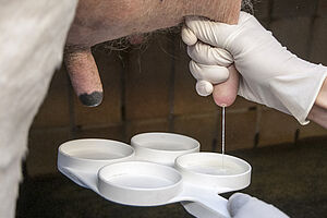 Milking a cow; the milk is filled into a measuring device