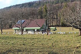 Weide mit Legehennen im Hintergrund