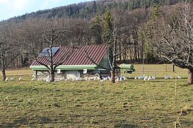 Weide mit Legehennen im Hintergrund