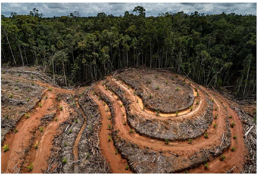 Regenwaldzerstörung für Palmölplantage in Indonesien