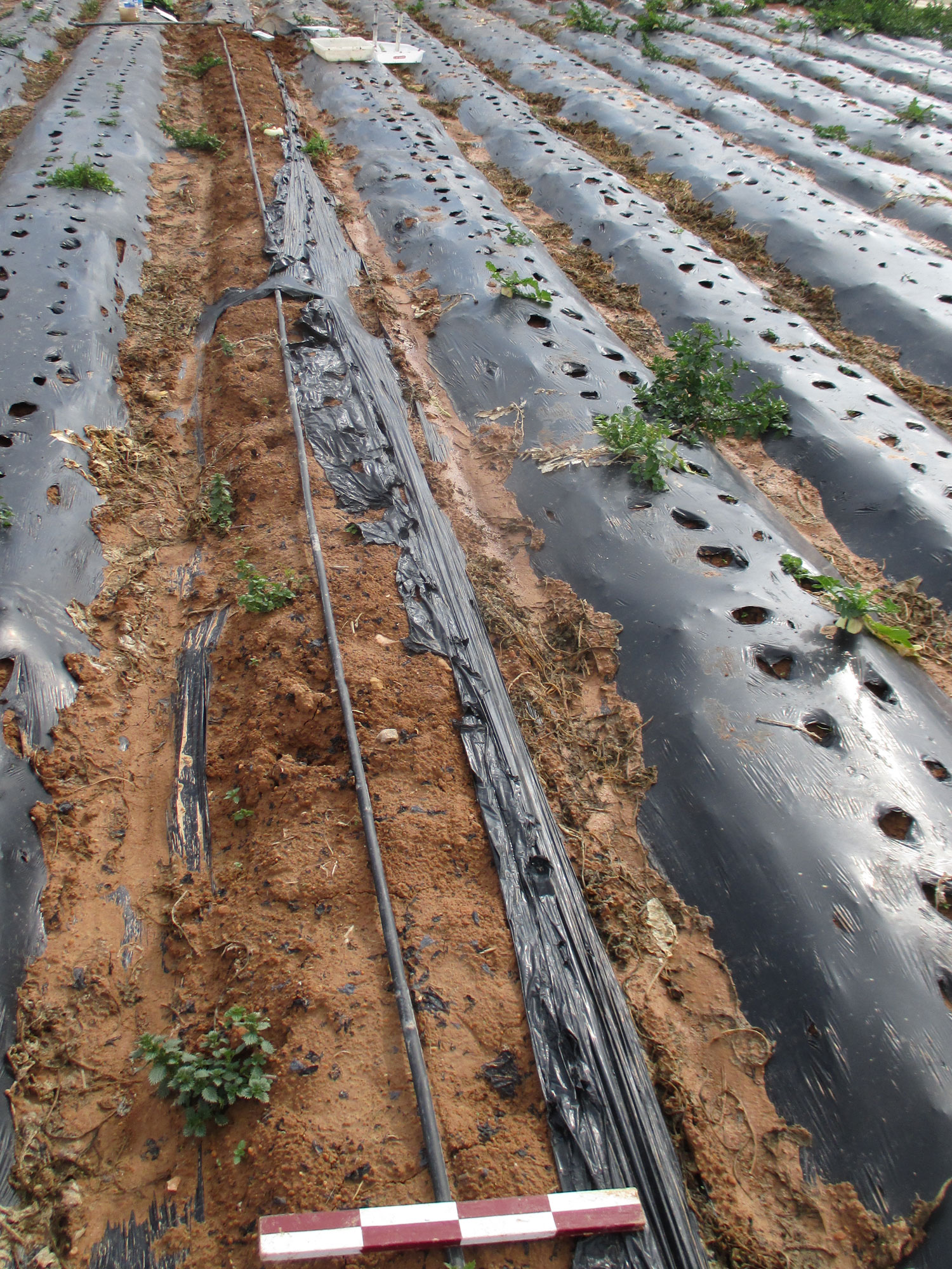 Die Plastik-Landwirtschaft 