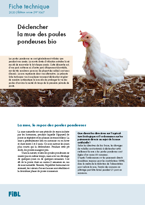 Déclencher la mue des poules pondeuses bio