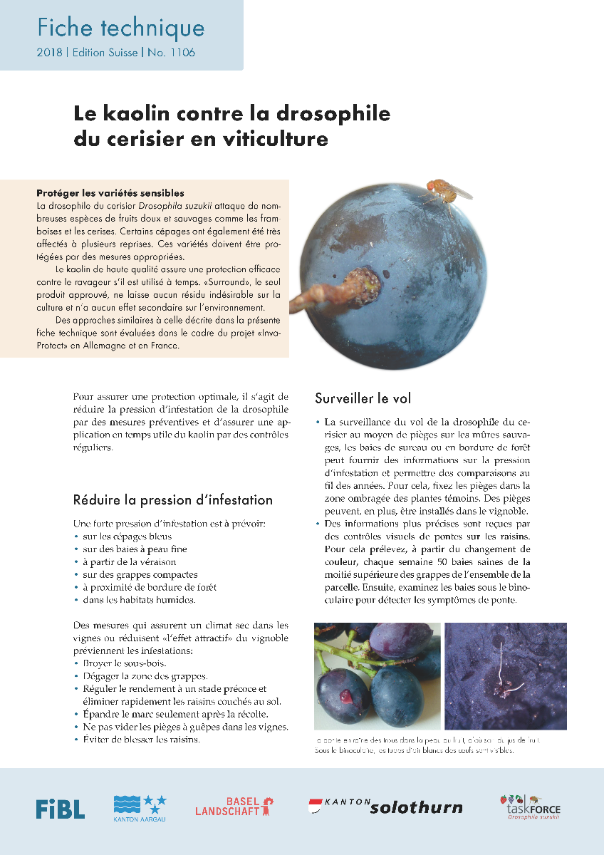 Cover: Le kaolin contre la drosophile du cerisier en viticulture