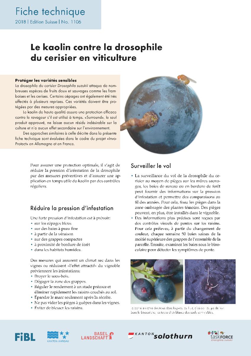 Le kaolin contre la drosophile du cerisier en viticulture