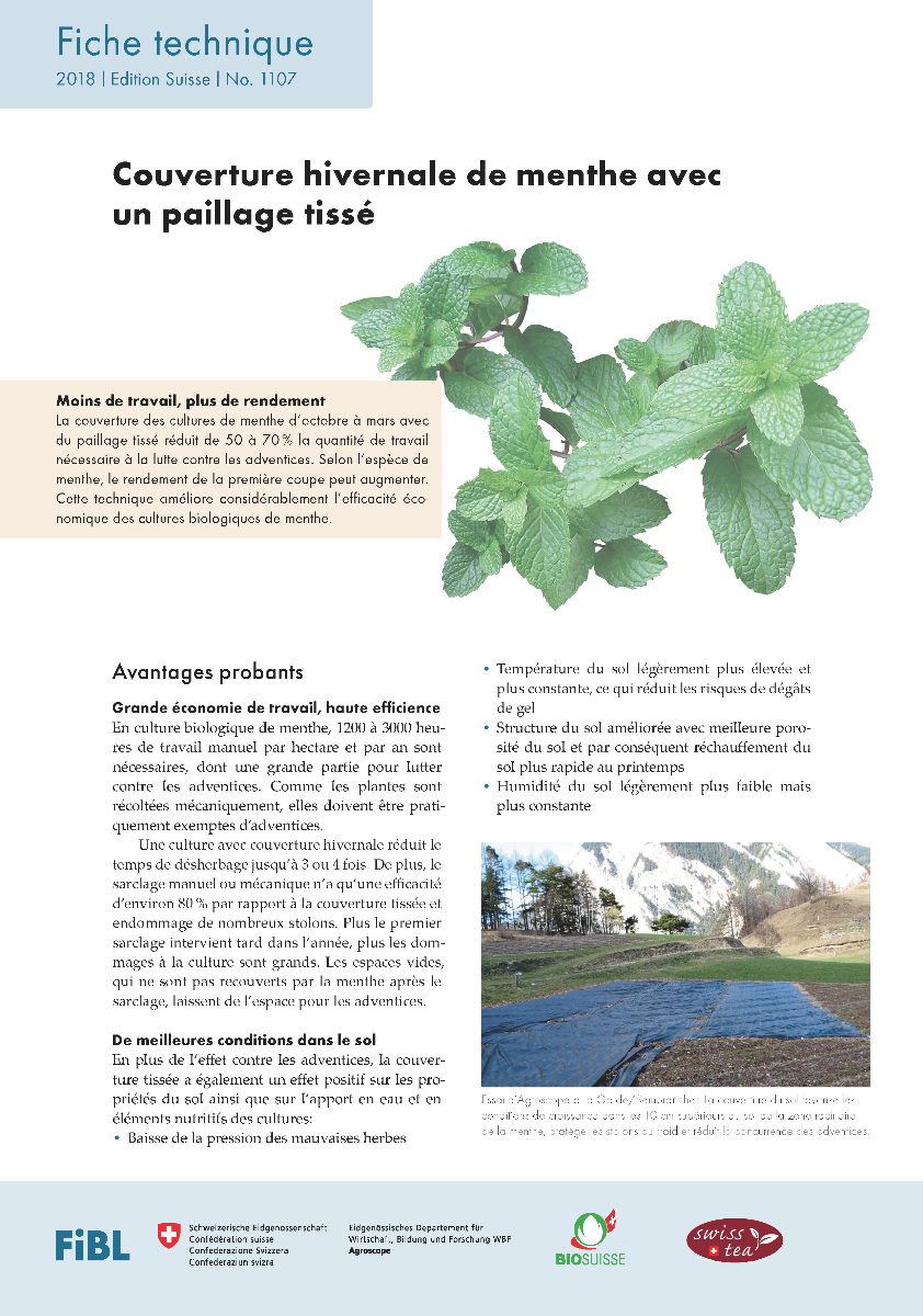 Cover: Couverture hivernale de menthe avec un paillage tissé