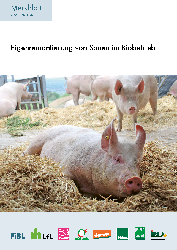 Eigenremontierung von Sauen im Biobetrieb