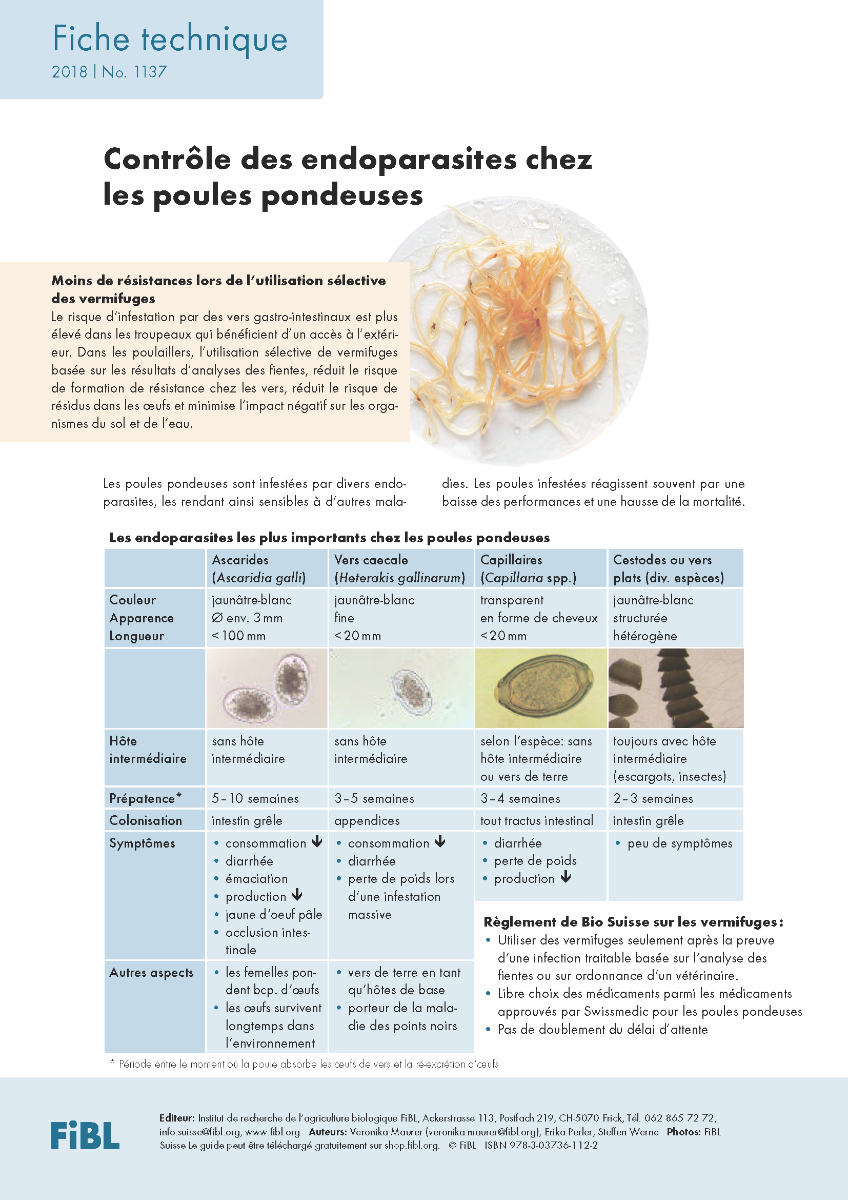 Contrôle des endoparasites chez les poules pondeuses