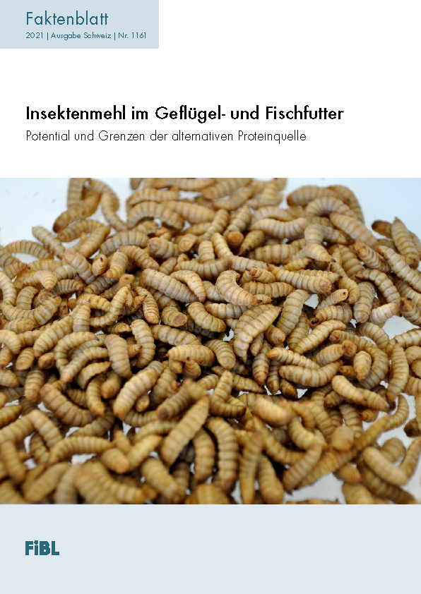 Insektenmehl im Geflügel- und Fischfutter