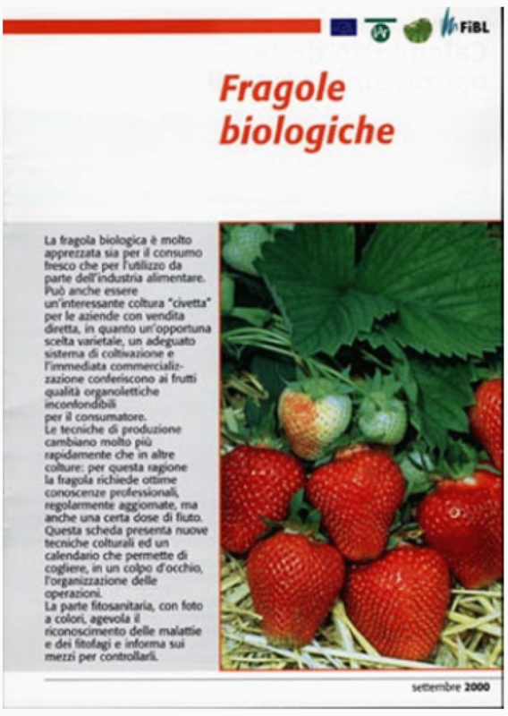 Fragole biologiche