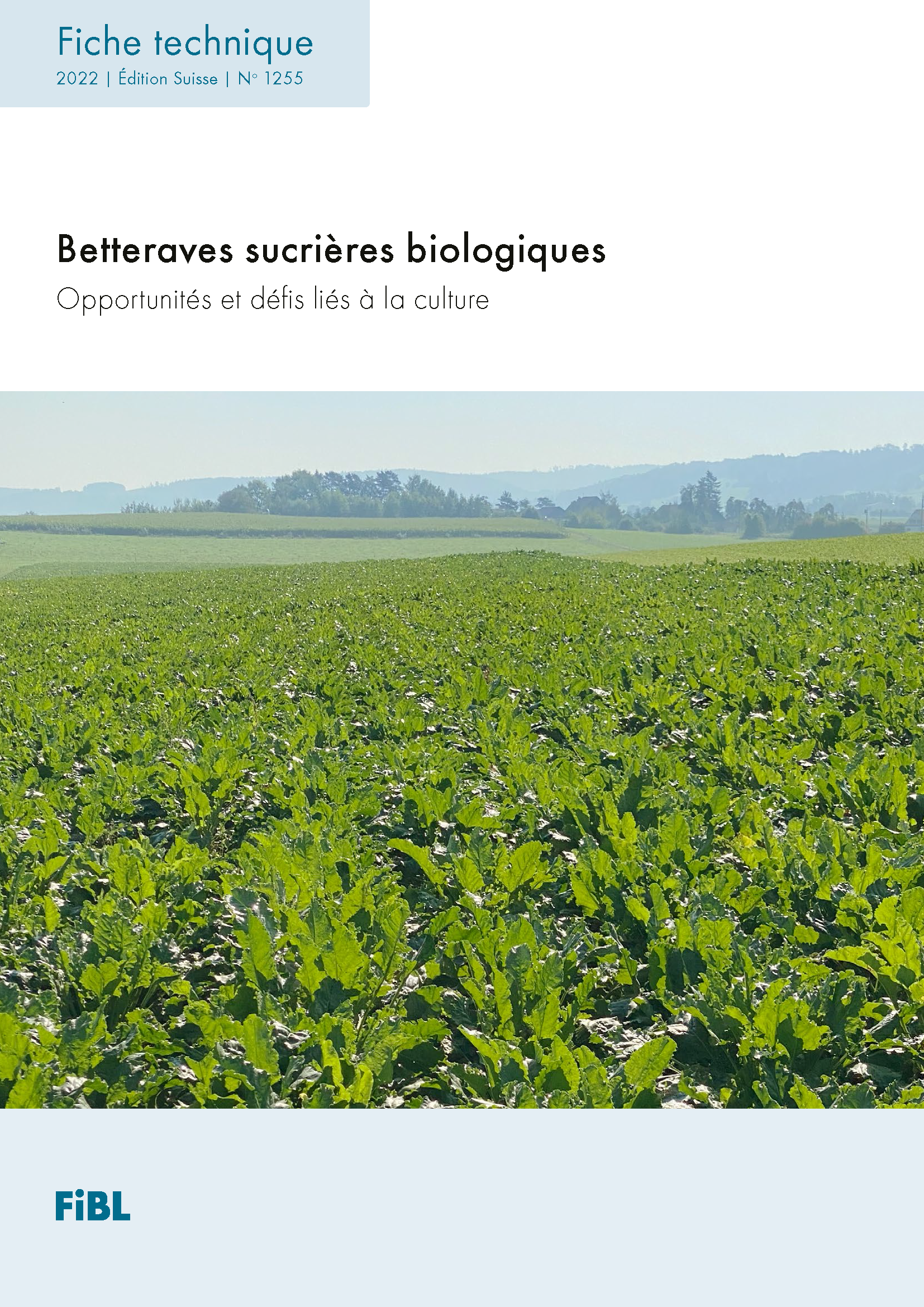 Betteraves sucrières biologiques