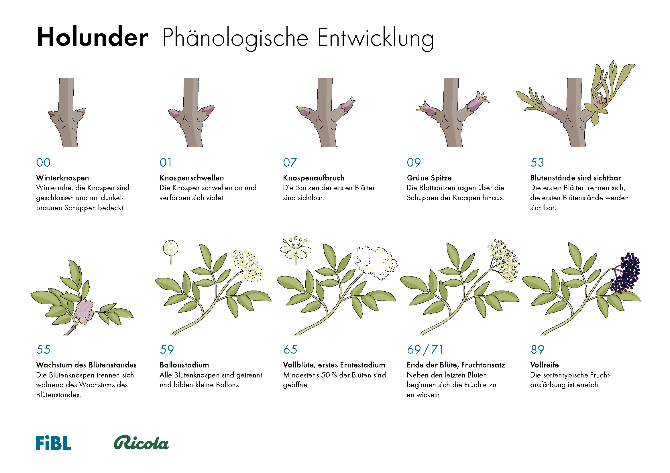 Holunder Phänologische Entwicklung