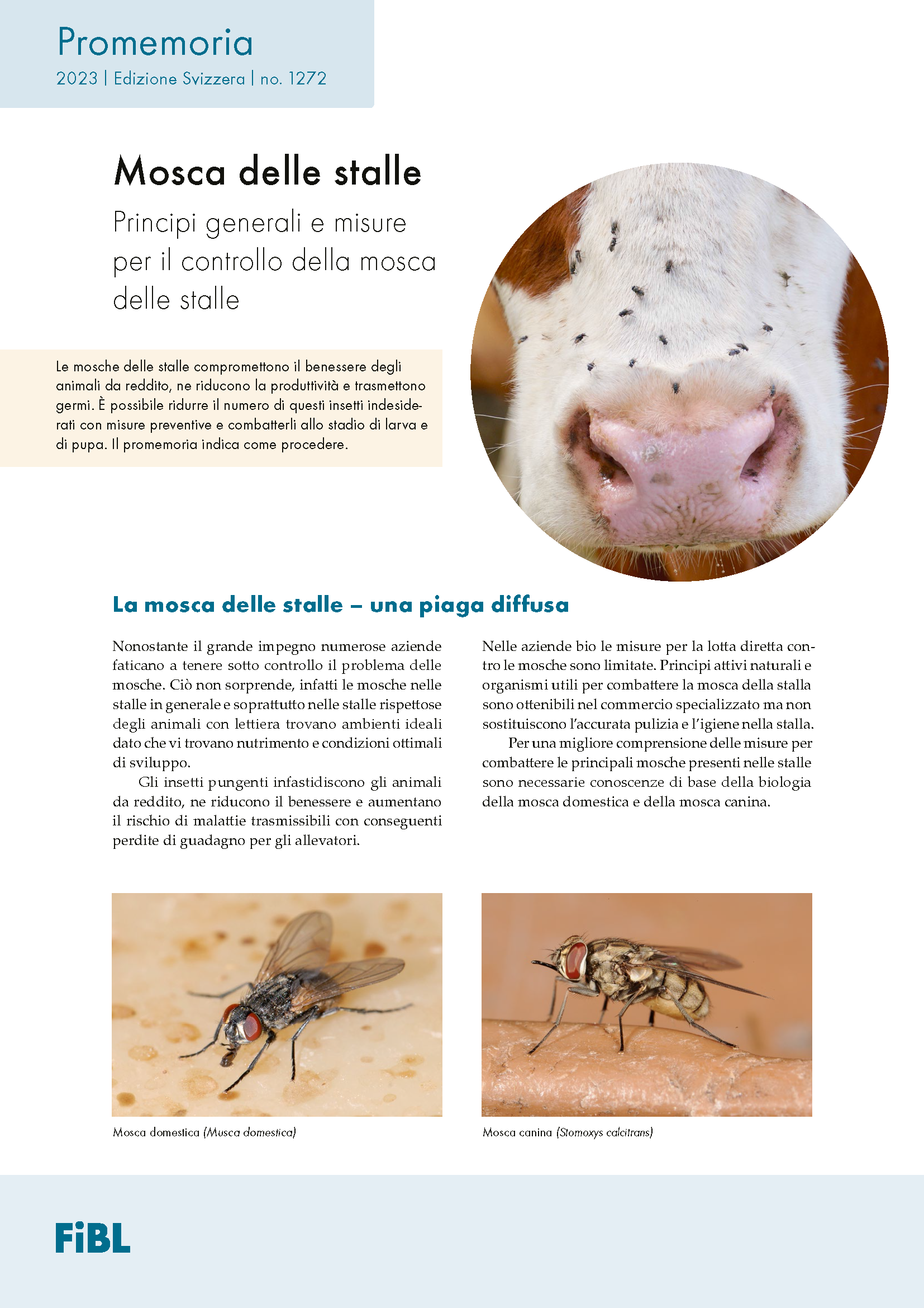 Cover: Mosca delle stalle