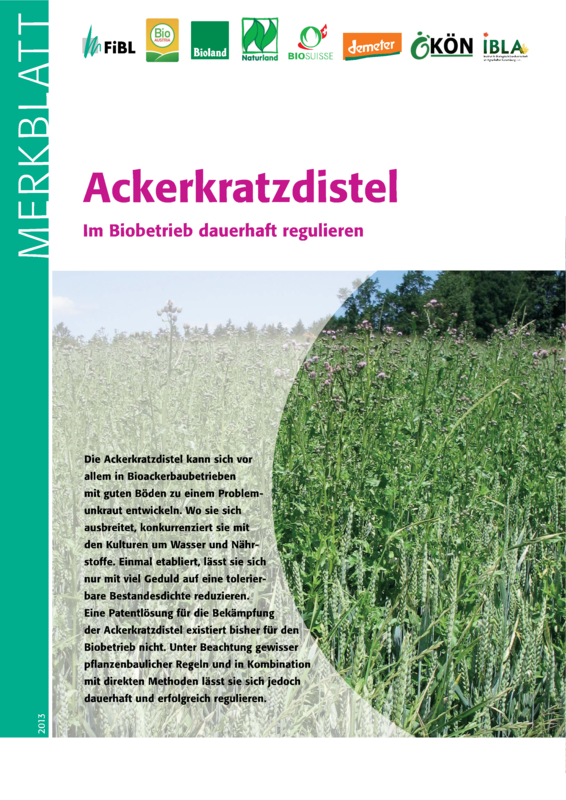 Ackerkratzdistel