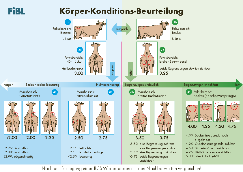 Anleitung zur Körper-Konditions-Beurteilung