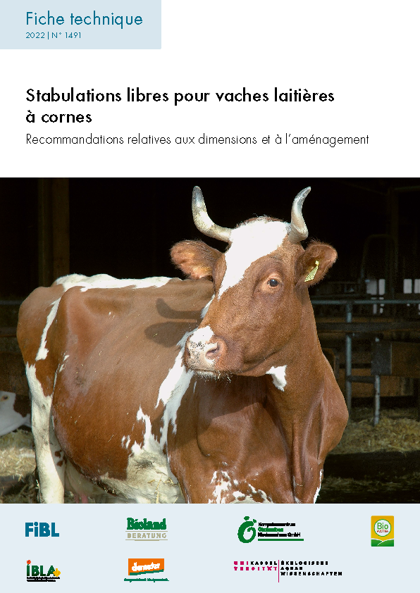 Stabulations libres pour vaches laitières à cornes