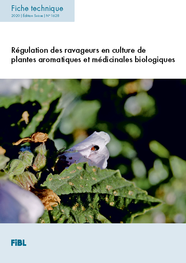 Régulation des ravageurs en culture de plantes aromatiques et médicinales biologiques