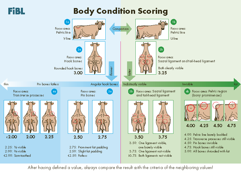 Cover: Body Condition Scoring