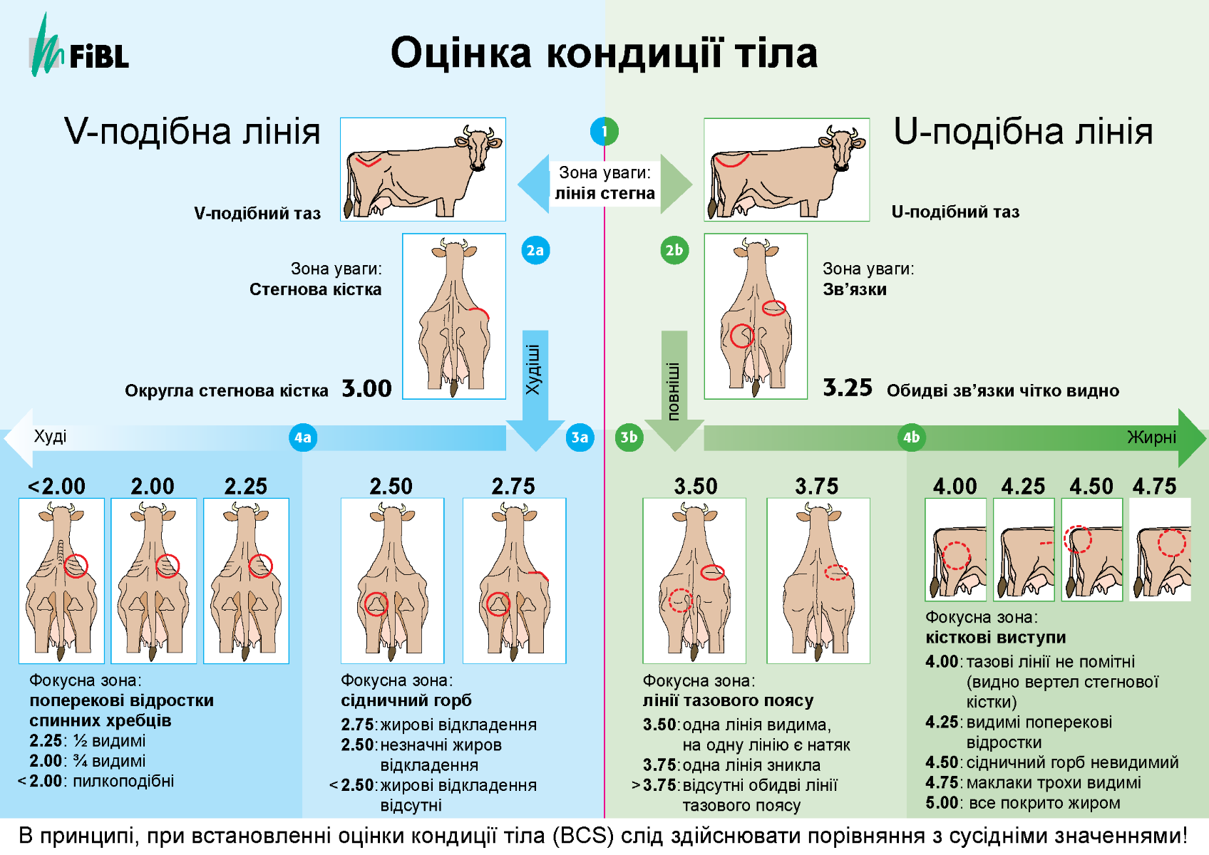 Cover: oцінка кондиції тіла