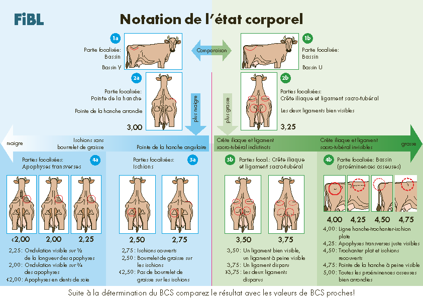 Notation de l’état corporel