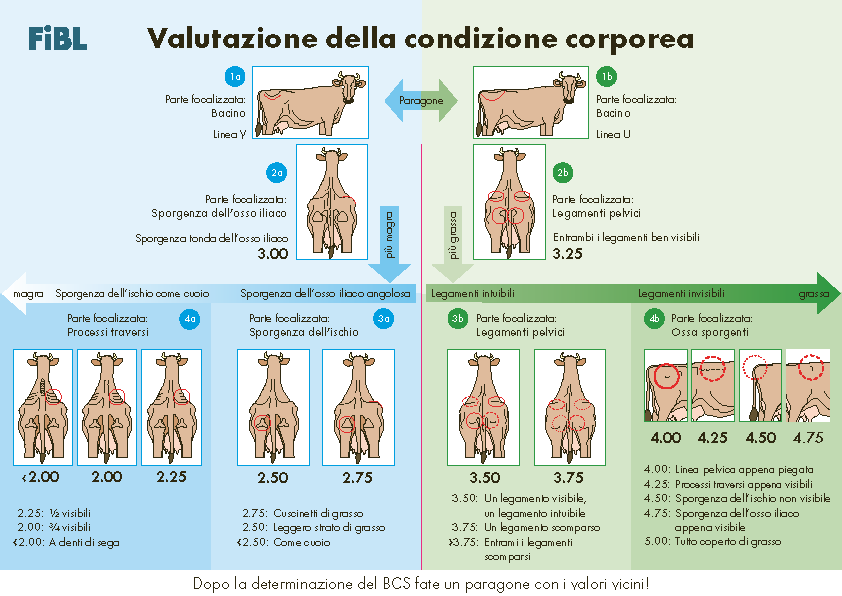 Cover: Valutazione della condizione corporea