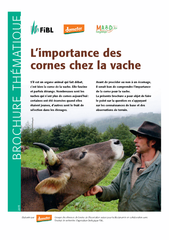 L’importance des cornes chez la vache