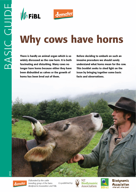 Cover: Why cows have horns