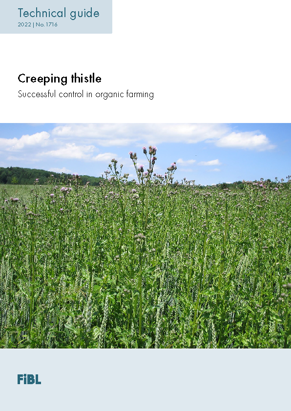 Cover: Creeping Thistle