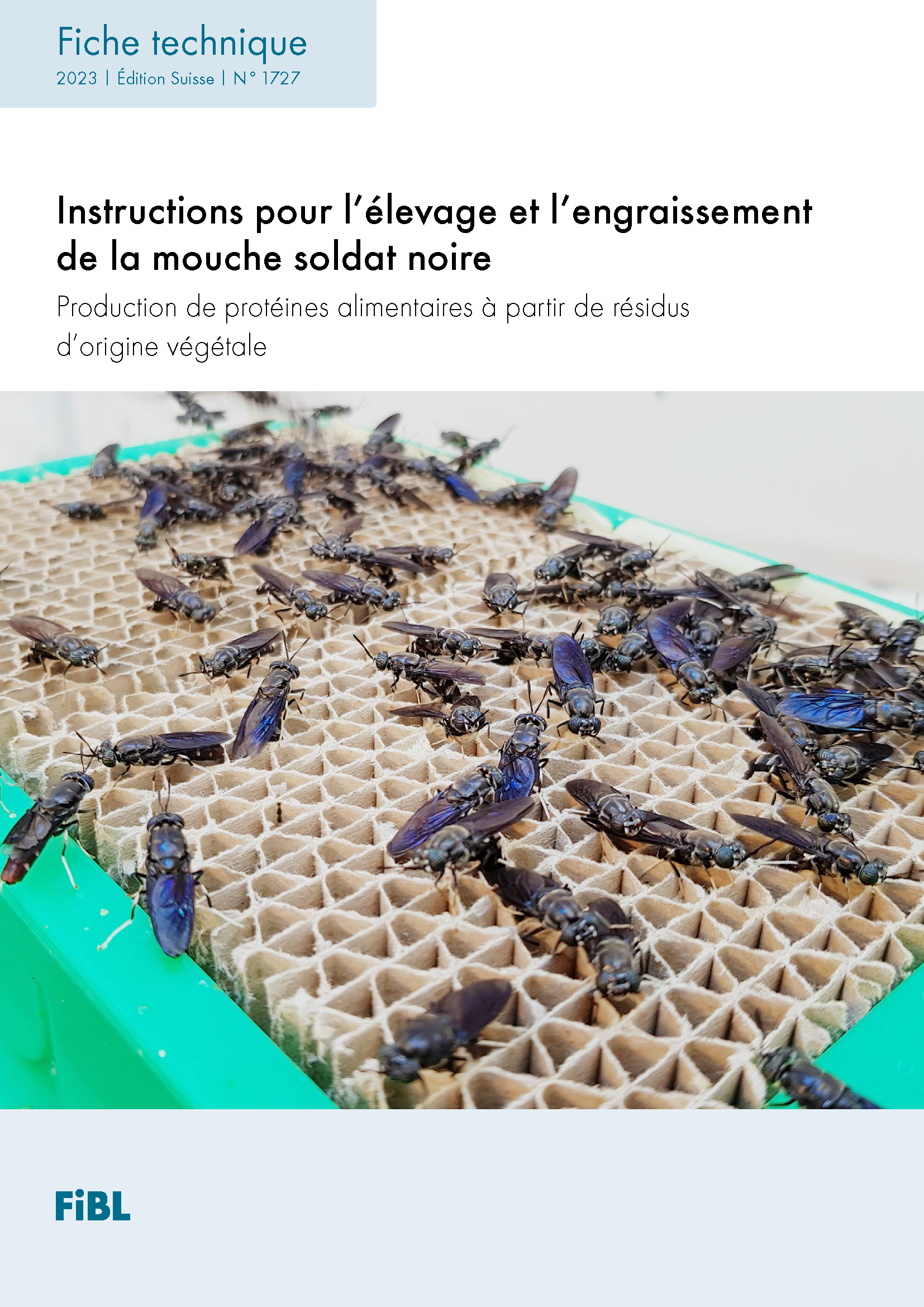 Instructions pour l’élevage et l’engraissement de la mouche soldat noire