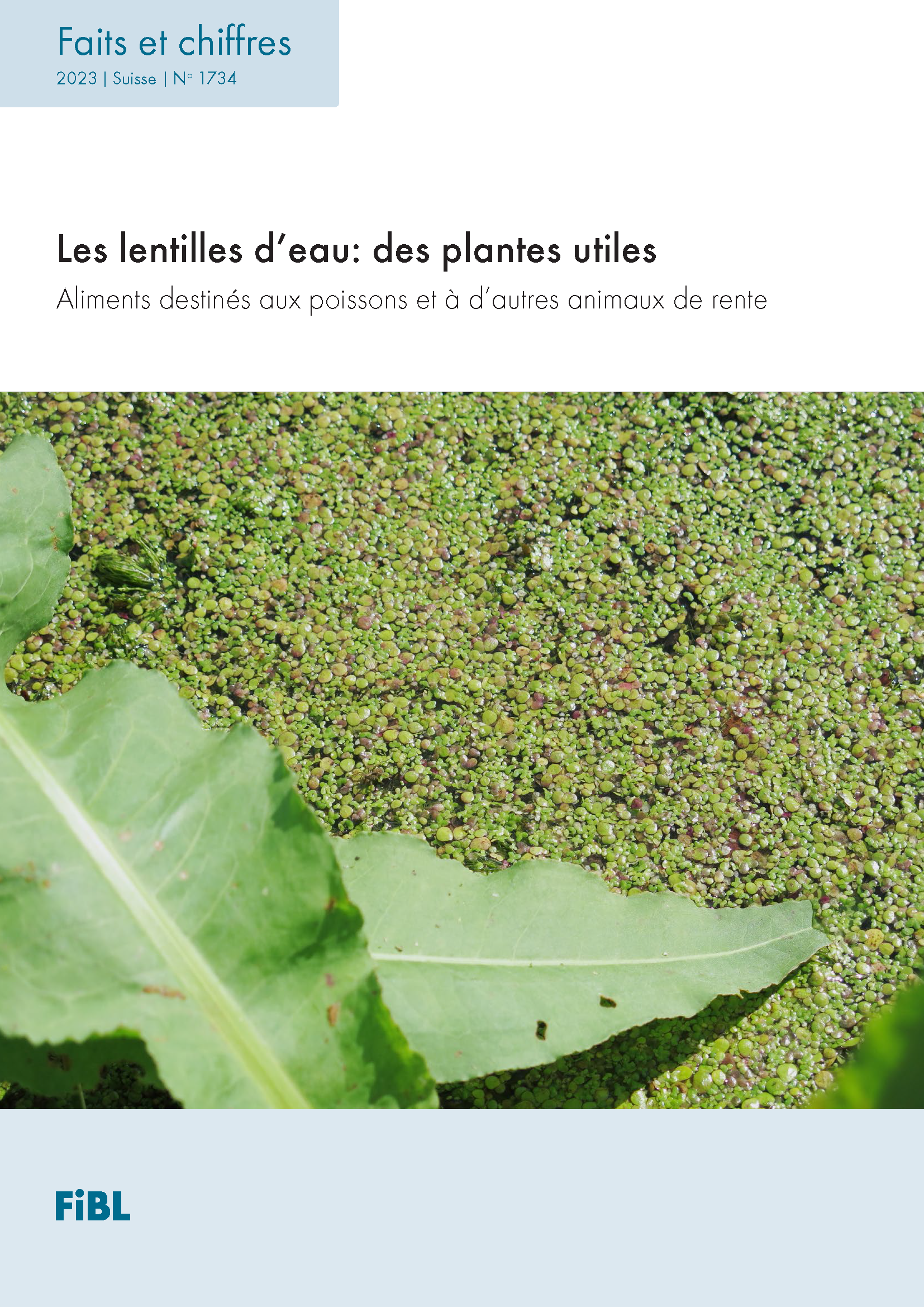 Les lentilles d’eau: des plantes utiles