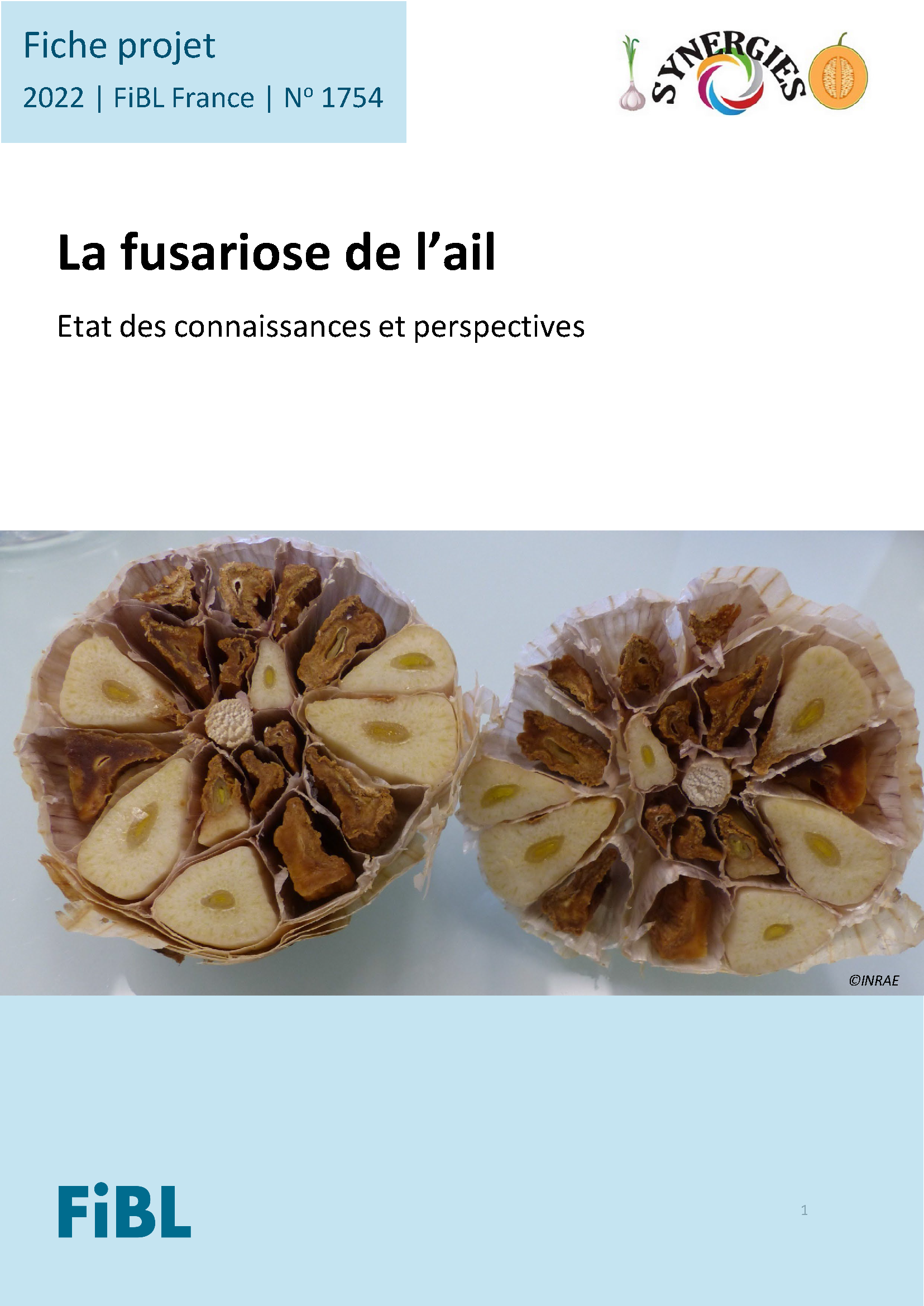 La fusariose de l’ail