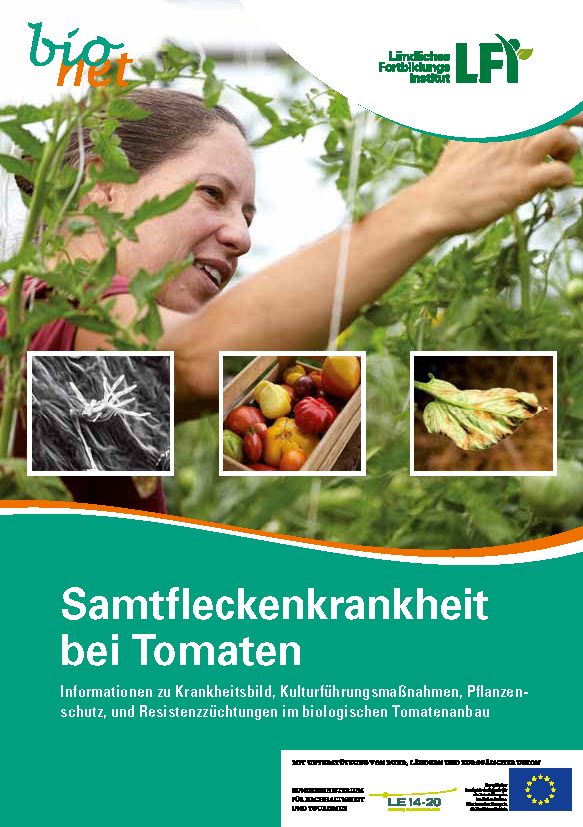 Samtfleckenkrankheit bei Tomaten