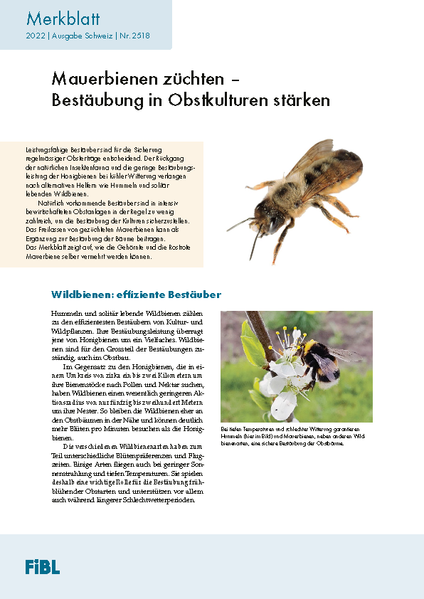 Mauerbienen züchten - Bestäubung in Obstkulturen stärken