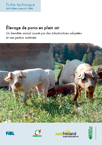 Élevage de porcs en plein air