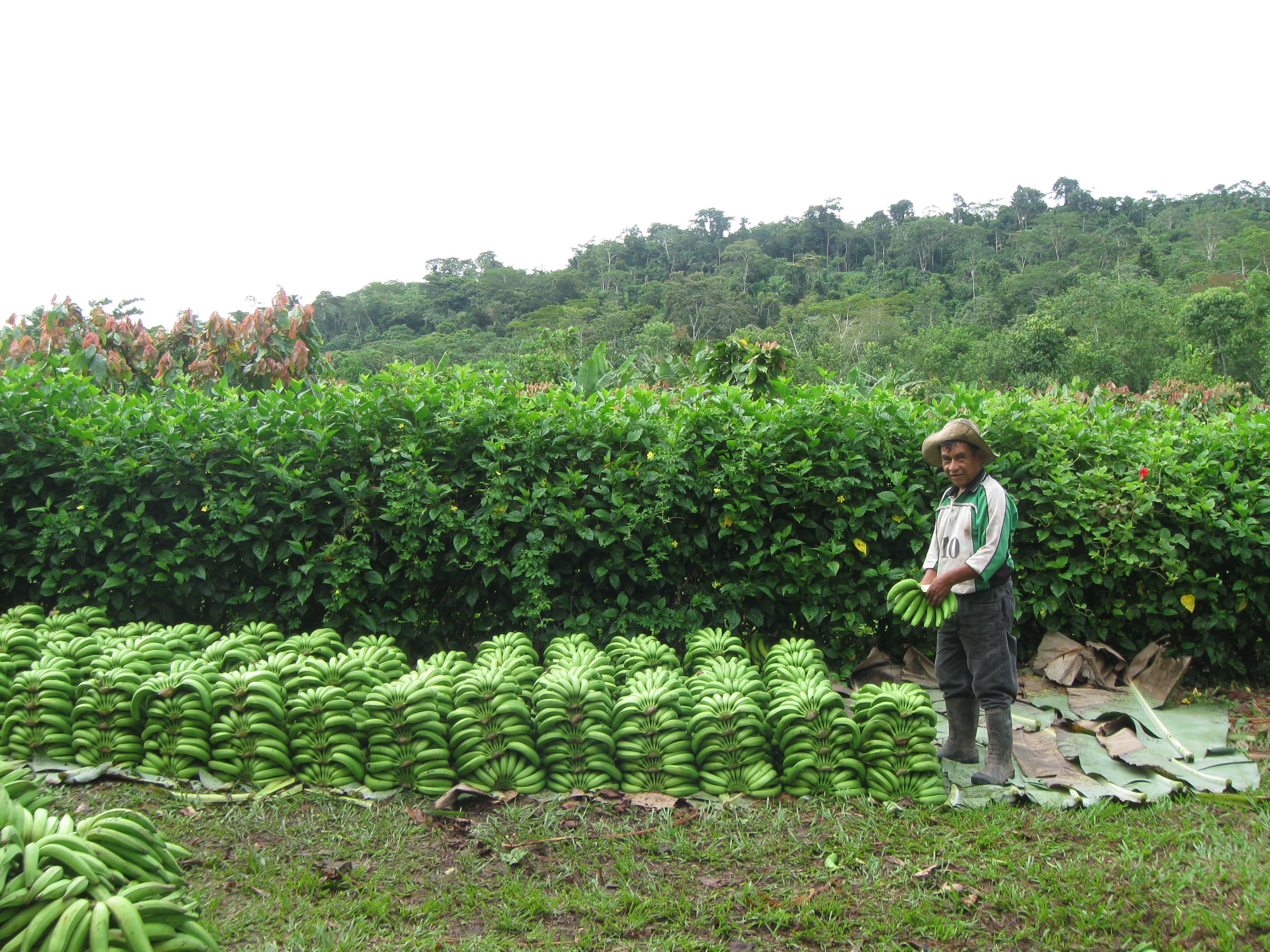 Fiche Technique : Culture du Cacao – Cacaoculture – Terre de culture